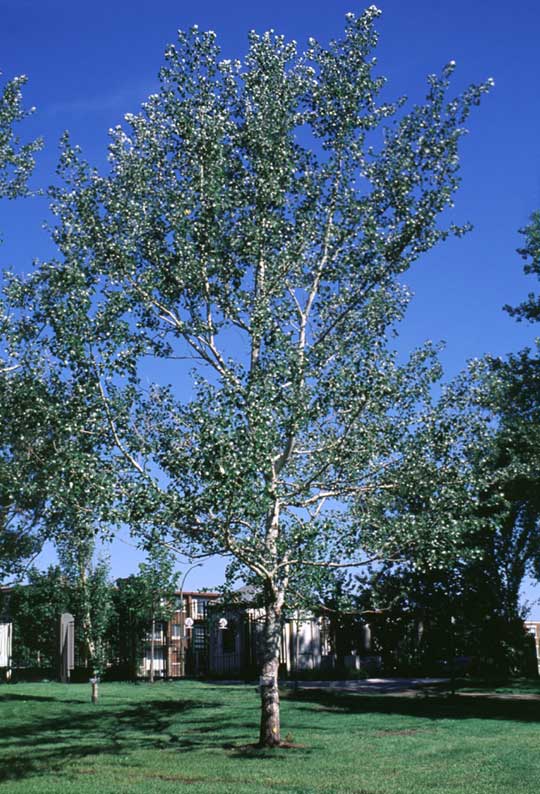 Valkopoppeli